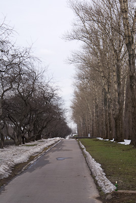 Avenue with poplars and apple trees